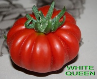 Tomate costoluto catanese-2.jpg