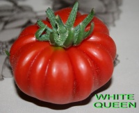 Tomate costoluto catanese-2.jpg