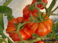 Tomate costoluto catanese.jpg