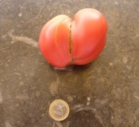Tomate dagestanskiy.jpg