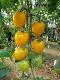 Tomate de barao yellow op.jpg