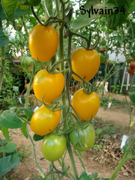Fichier:Tomate de barao yellow op.jpg