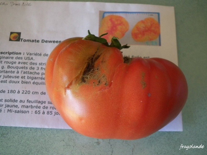 Fichier:Tomate deweese streaked op-1.jpg