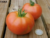 Tomate diplome.jpg