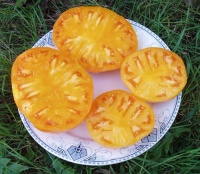 Tomate dixie golden giant.jpg