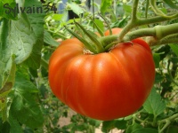 Tomate don camillo-1.jpg