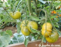 Tomate dorothy s green op-1.jpg