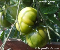 Tomate dorothy s green op.jpg