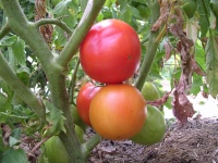 Tomate double rich.jpg