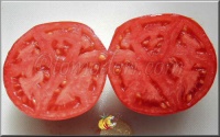 Tomate doucette de fougères-1.jpg