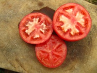 Tomate earliana-1.jpg