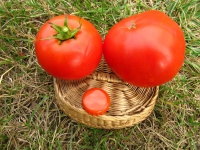 Tomate earliana.jpg