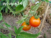 Tomate edouard-1.jpg