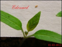 Tomate edouard-2.jpg