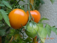 Tomate faribo goldheart-1.jpg