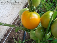 Tomate faribo goldheart.jpg