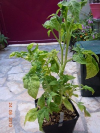 Tomate fax et mary.jpg