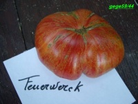 Tomate feuerwerk-2.jpg