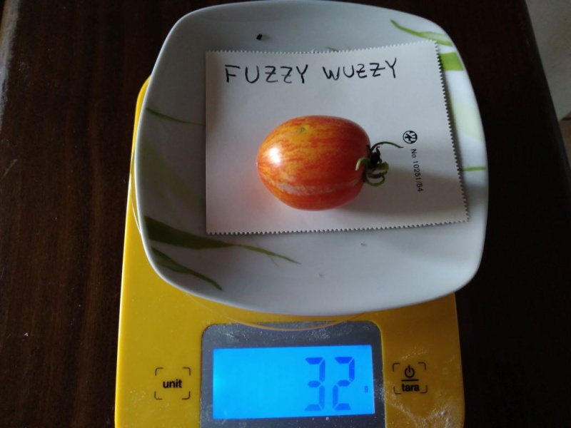 Fichier:Tomate fuzzy wuzzy-2.jpg