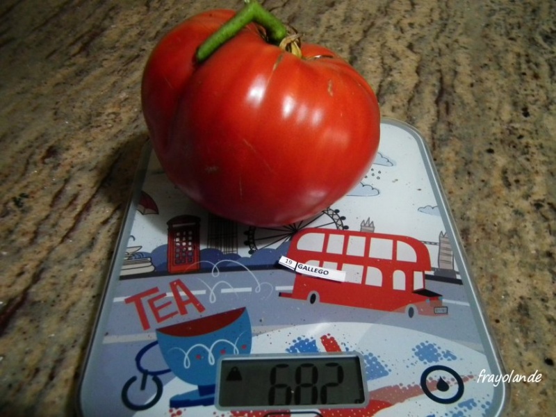 Fichier:Tomate gallego.jpg