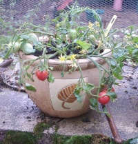 Tomate garden pearl.jpg