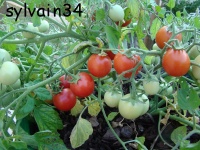 Tomate gartenperle-1.jpg