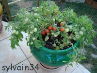 Tomate gartenperle-2.jpg