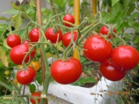 Tomate gem state-1.jpg