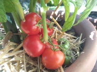 Tomate gem state-2.jpg