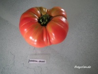 Tomate general grant-2.jpg