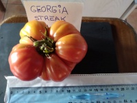 Tomate georgia streak-2.jpg