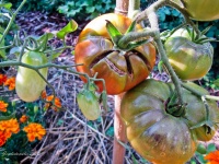 Tomate giant fiolet.jpg