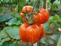 Tomate gogoshary striped-1.jpg
