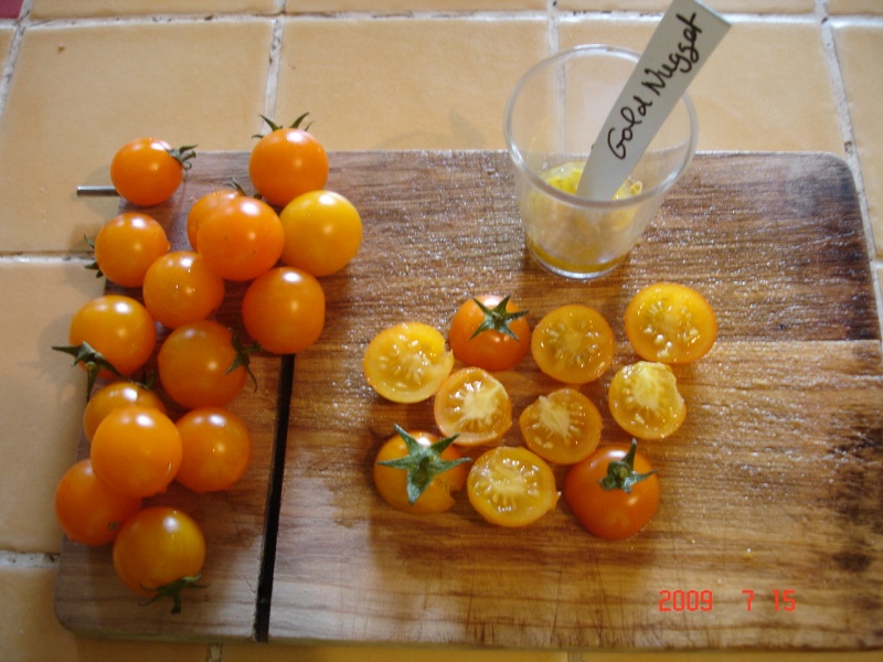 Fichier:Tomate gold nugget-1.jpg