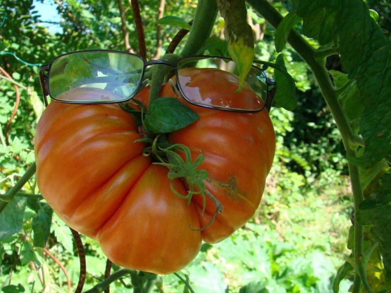 Fichier:Tomate goliath.jpg