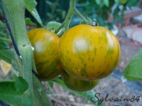 Tomate grün gelb gestreiffte.jpg
