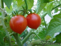 Tomate grappoli d inverno.jpg