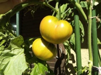 Tomate green skin longkeeper op.jpg