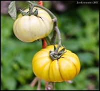 Tomate green wish-1.jpg