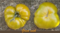 Tomate green wish.jpg