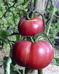 Tomate gregory altaï op-1.jpg