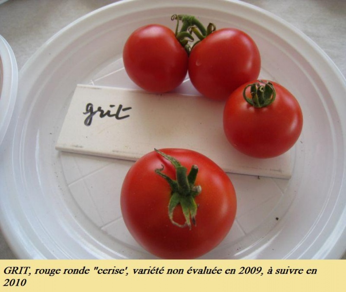 Fichier:Tomate grit op-2.jpg