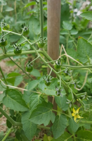 Fichier:Tomate groseille rouge-2.jpg