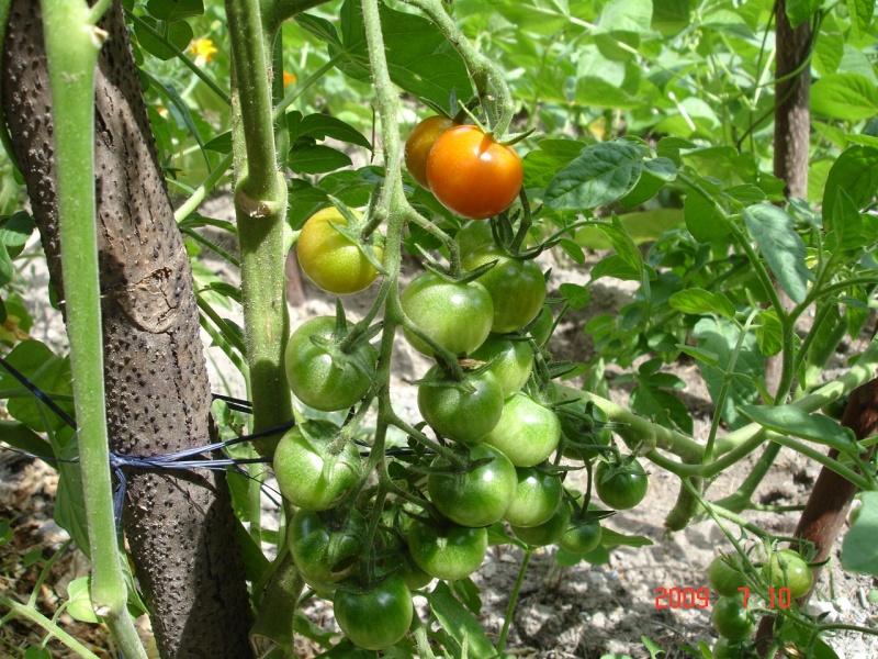 Fichier:Tomate groseille rouge.jpg