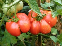 Tomate grosse lisse d Espagne-1.jpg