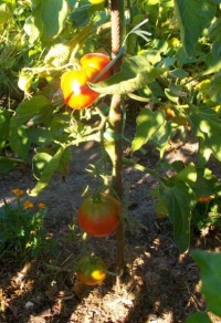 Tomate grousha tcheornaya-1.jpg