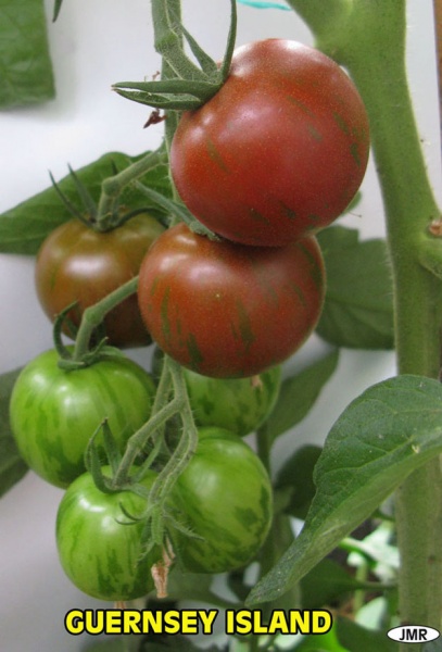 Fichier:Tomate guernsey island.jpg