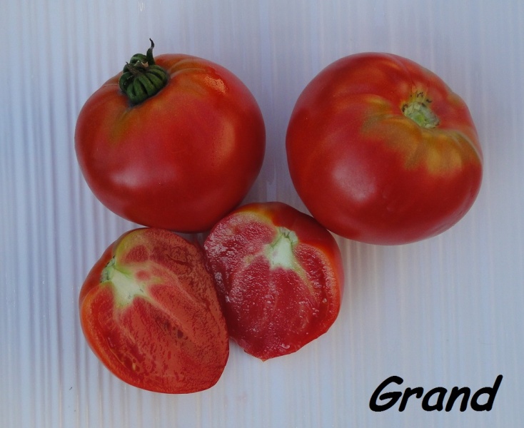 Fichier:Tomate gulliver-2.jpg