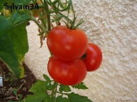 Tomate hanky red.jpg