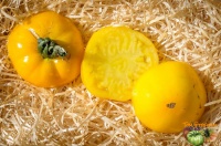 Tomate hartsack yellow op-1.jpg